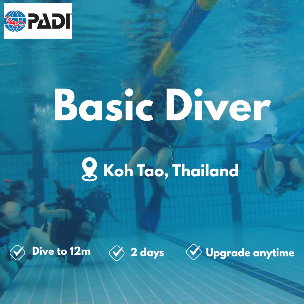 PADI Basic Diver course in Koh Tao