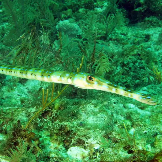 Bluespotted Cornetfish
