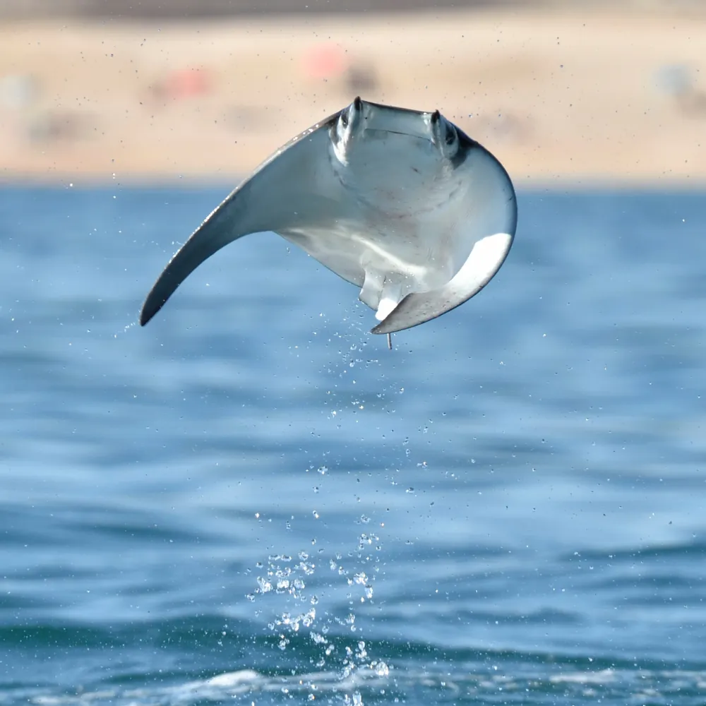 Mobula Ray