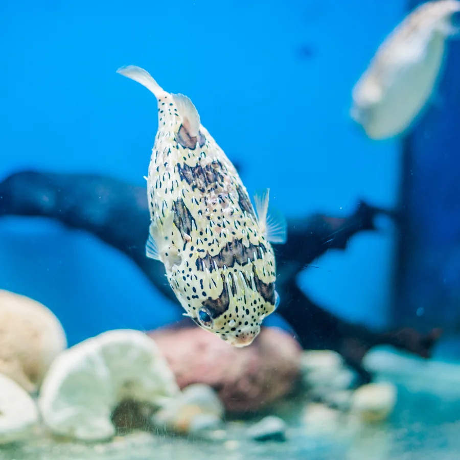 Masked Pufferfish