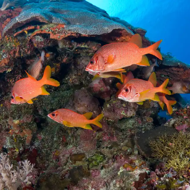 Snappers